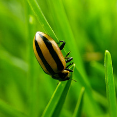 Paranaemia vittigera