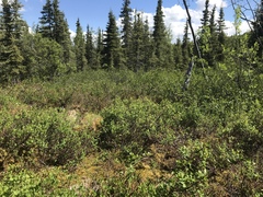 Salix pseudomonticola