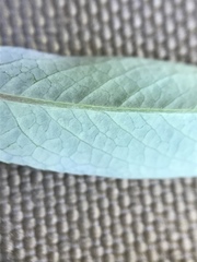 Salix pseudomonticola