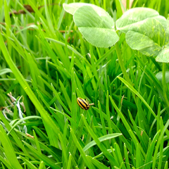 Paranaemia vittigera