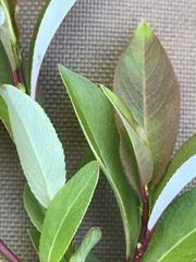 Salix pseudomonticola