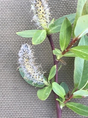 Salix pseudomonticola