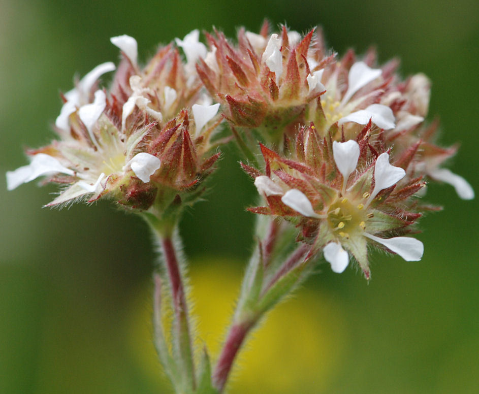 Ivesia unguiculata
