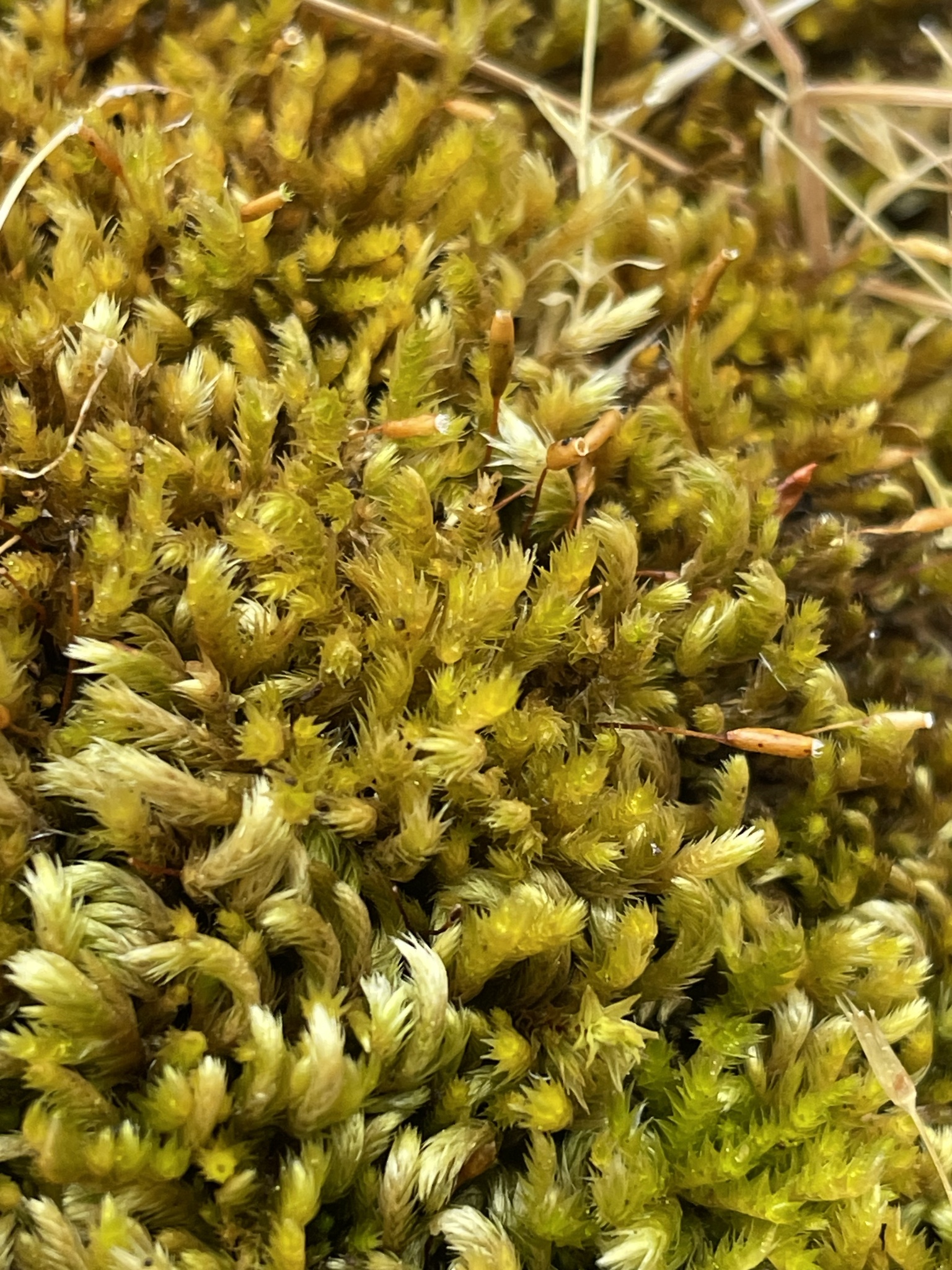 Homalothecium nevadense