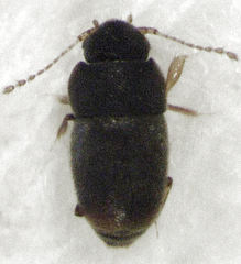 Ptiliodes austerus