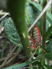 Edessa rufomarginata