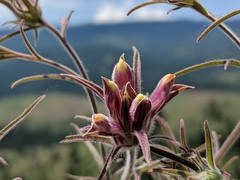 Cordylanthus capitatus