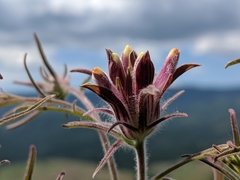 Cordylanthus capitatus