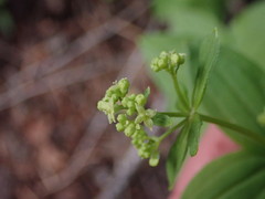 Galium oreganum