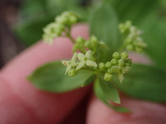 Galium oreganum