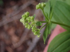 Galium oreganum