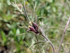 Cordylanthus capitatus