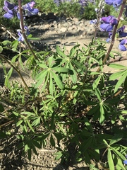 Lupinus arcticus