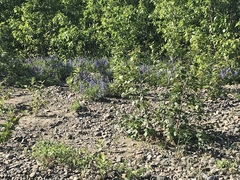 Lupinus arcticus