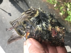 Empidonax difficilis