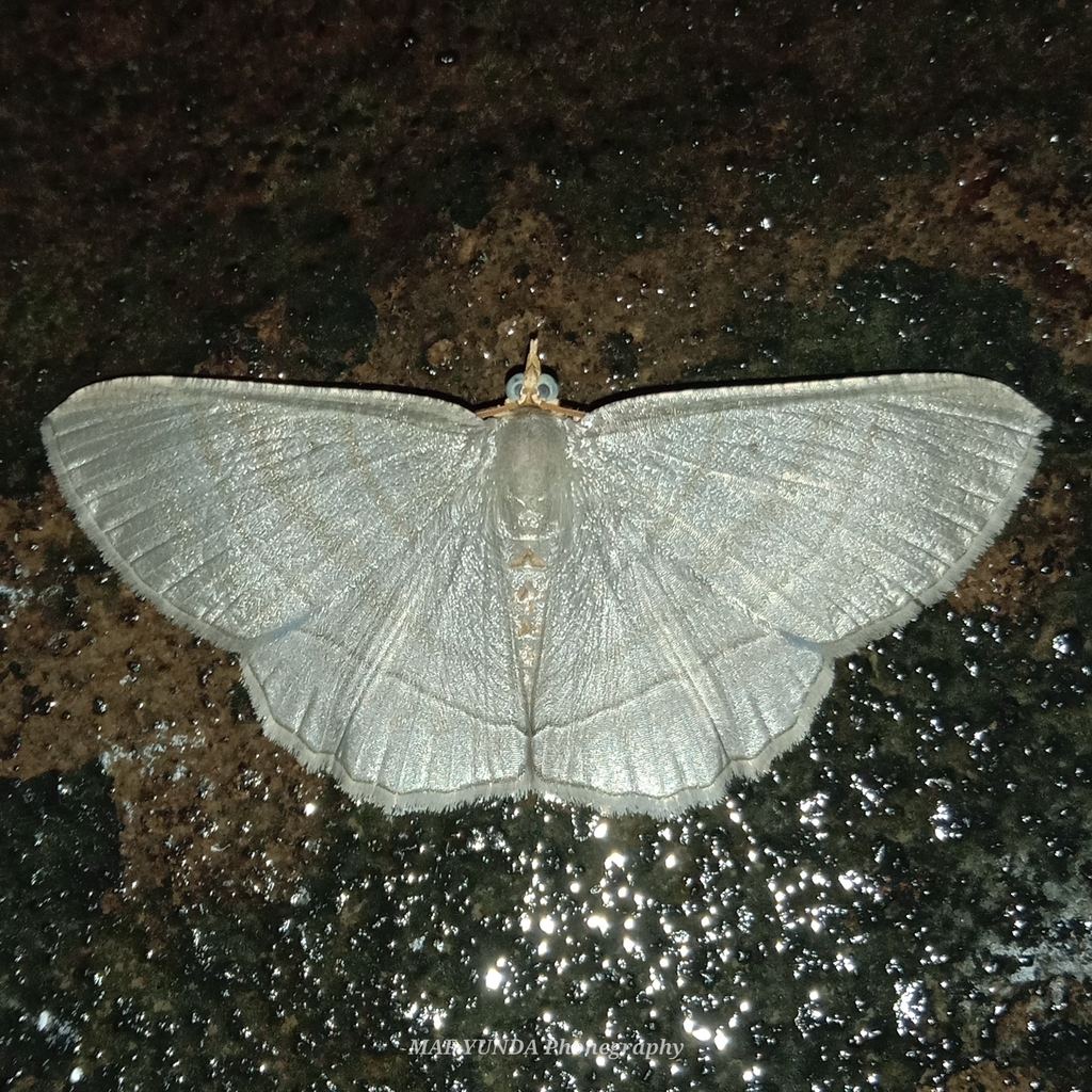 Bulonga milleri