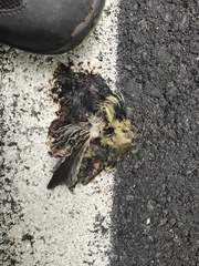 Empidonax difficilis