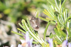 Holcostethus albipes