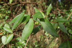 Sebastiania commersoniana