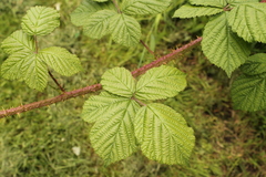 Rubus tuberculatus