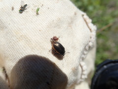 Chrysolina marginata