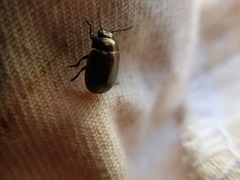 Chrysolina marginata