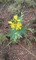 Thermopsis divaricarpa