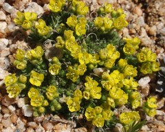 Draba densifolia