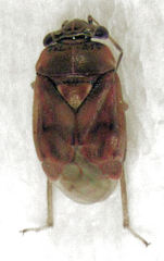 Coridromius chenopoderis