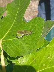 Callophrys xami xami