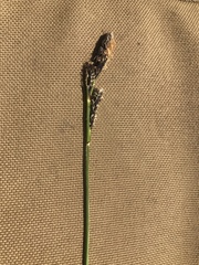 Carex microchaeta