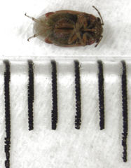 Coridromius chenopoderis