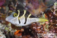 Paraluteres prionurus