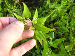 Coridromius chenopoderis