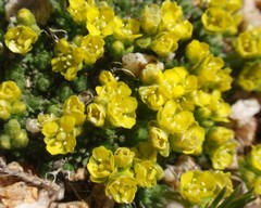 Draba densifolia
