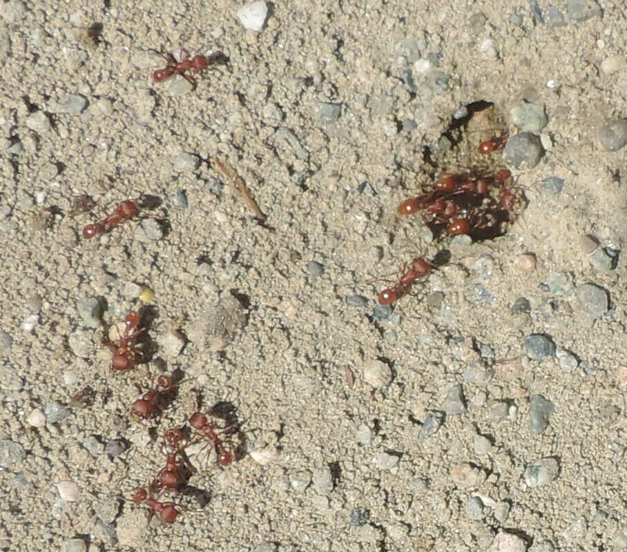 Owyhee Harvester Ant