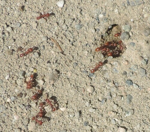 Owyhee Harvester Ant