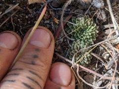 Sedum valens