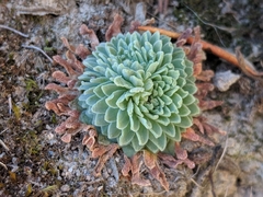 Sedum valens