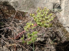 Sedum valens