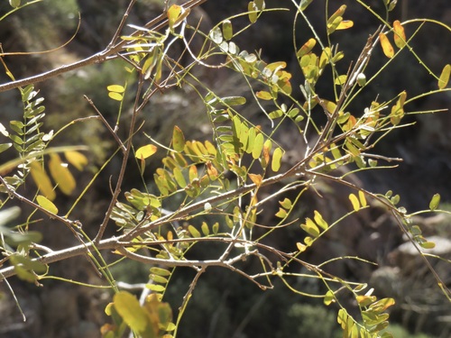 Image of Eysenhardtia orthocarpa by no rights reserved