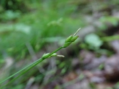 Carex leptalea