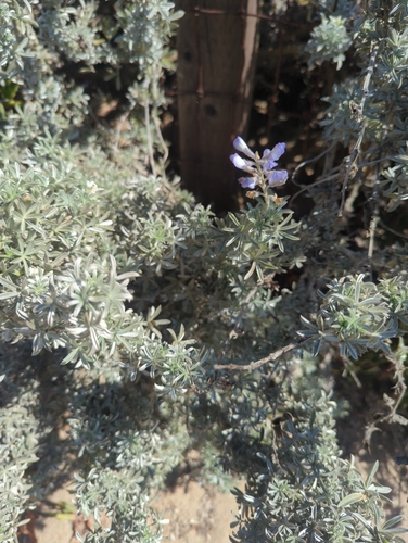 Image of Chamisso bush lupine by (c) Tom Field, some rights reserved (CC BY)