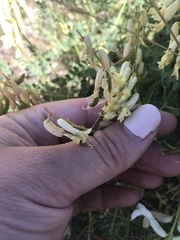 Astragalus curvicarpus