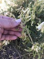 Astragalus curvicarpus