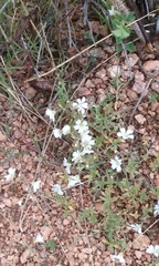 Cerastium tomentosum