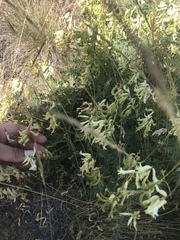 Astragalus curvicarpus