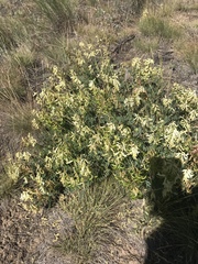 Astragalus curvicarpus