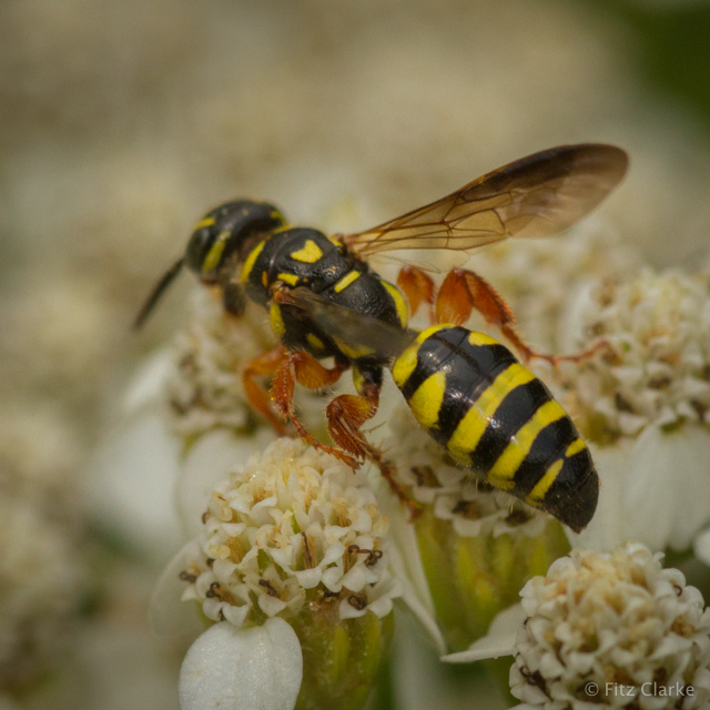 New World Banded Thynnid Wasps