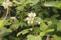 Rubus tuberculatus